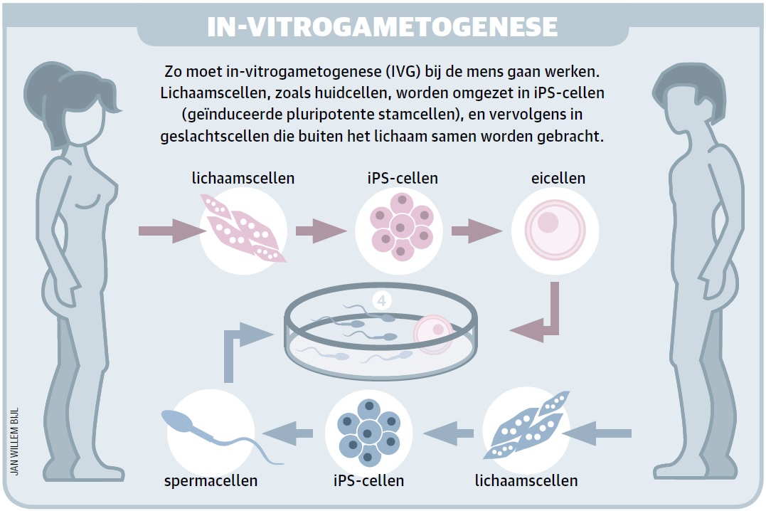 Zo Werkt Ivf – En Twee Andere Voortplantingstechnieken - KIJK Magazine