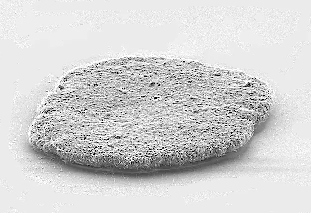 Microscopische foto van een plakdiertje in zwart-wit. 