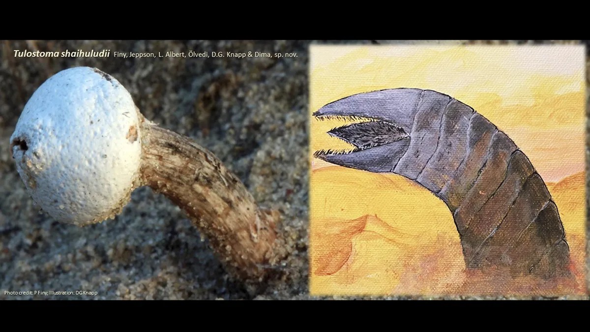 Links de nieuwe schimmelsoort, rechts een zandworm uit Dune