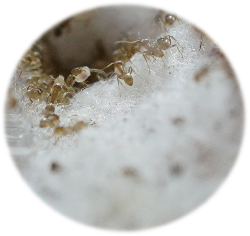 Nest van Argentijnse mieren. (Beeld: Laure-Anne Poissonnier)