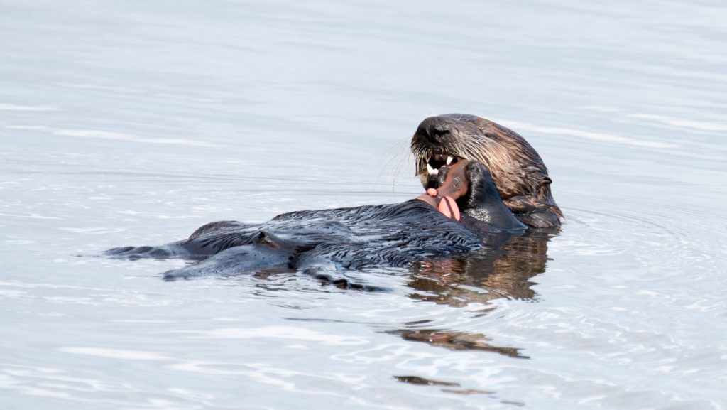 Een zeeotter die zijn tanden gebruikt om een prooi open te kraken.