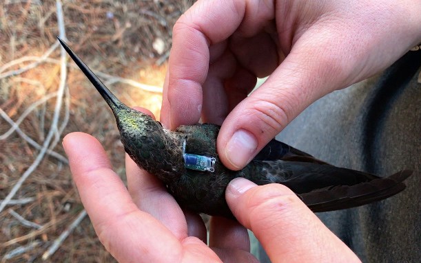 Onderzoeker brengt een mini-rugzakje aan bij een reuzenkolibrie.