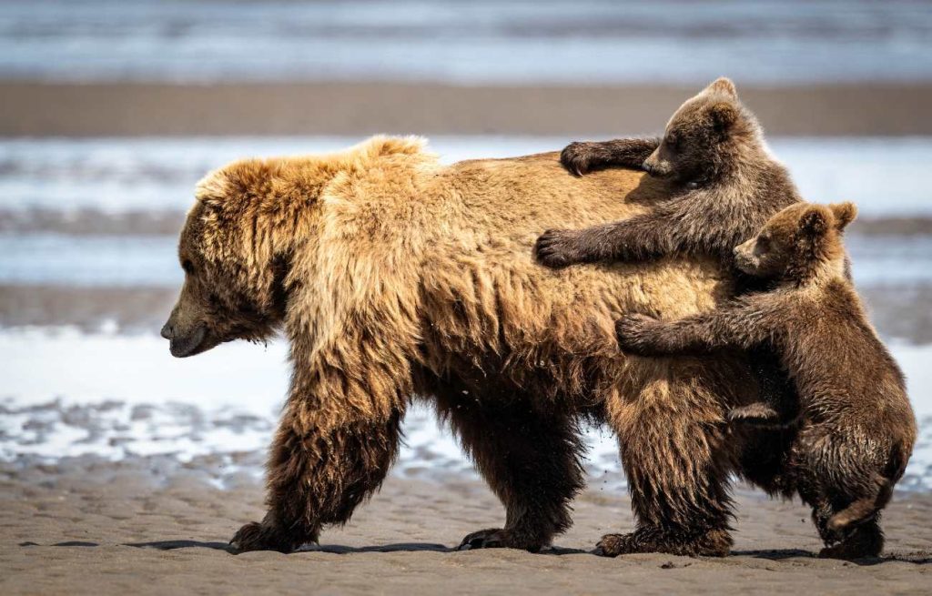 Twee jonge beren proberen mee te liften op de rug van hun moeder