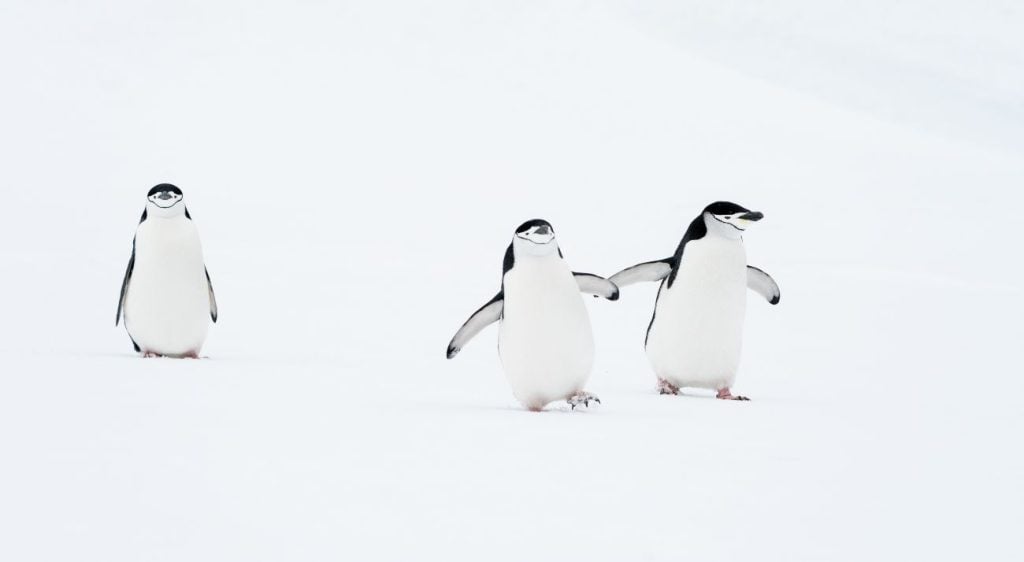 Twee pinguïns lopen samen weg van een derde