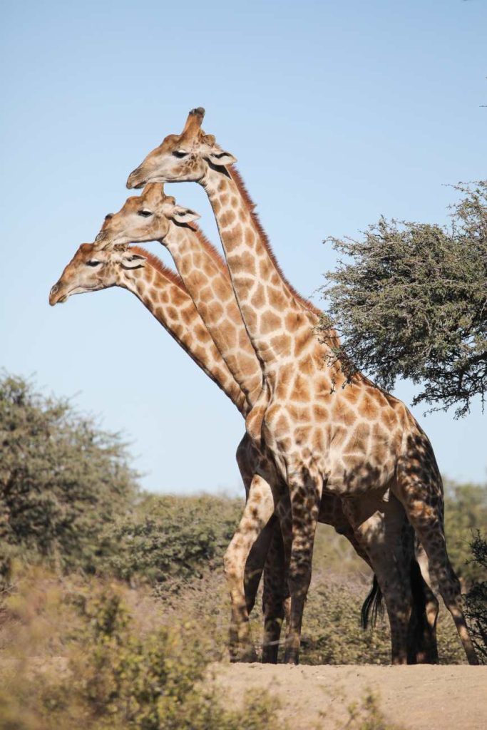 Drie giraffen staan achter elkaar, waardoor het lijkt alsof er één giraf staat met drie hoofden. 