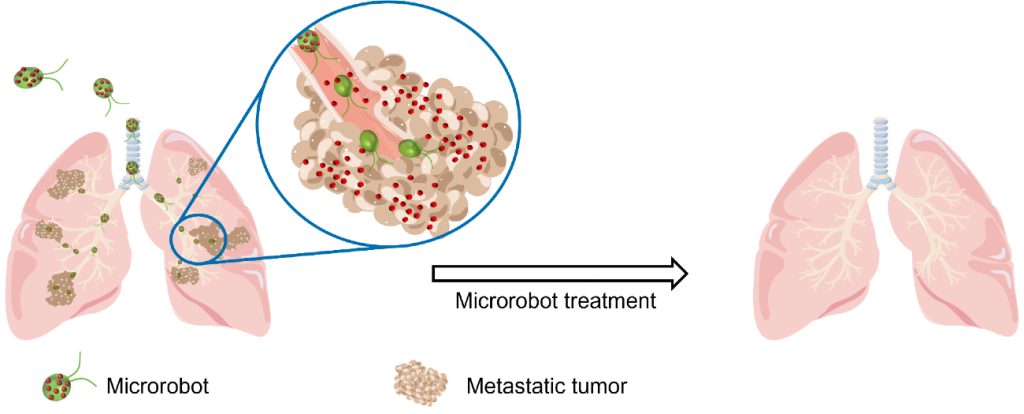 Infographic die uitlegt hoe de microrobots het kankermedicijn naar longtumoren brengen. 