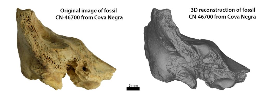 Het gevonden slaapbeen van een neanderthalerkind met het syndroom van Down