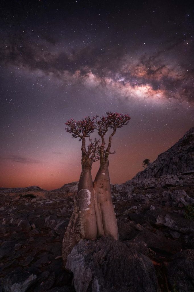 Melkweg en een Bottle tree op een eiland in Jemen