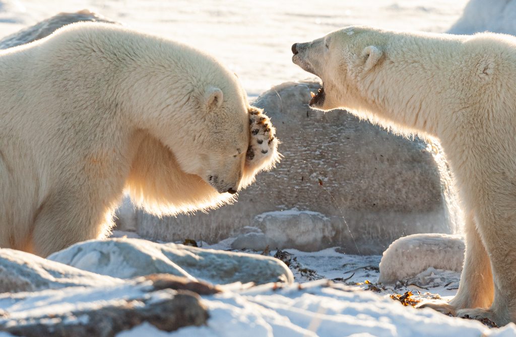 Twee ijsberen die enorm lijken te lachen, kanshebber bij The Comedy Wildlife Photo Awards