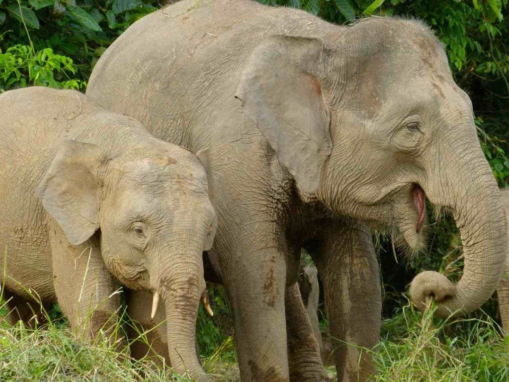 Borneodwergolifanten, moeder en zoon.