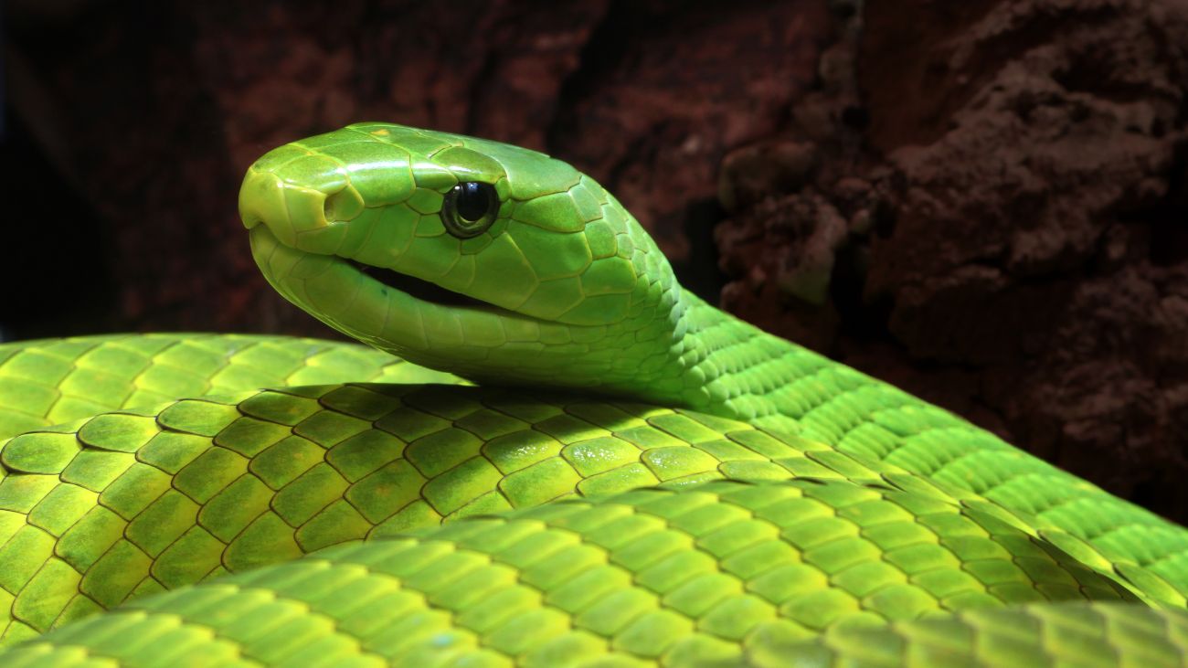 giftige dieren, groene mamba slang