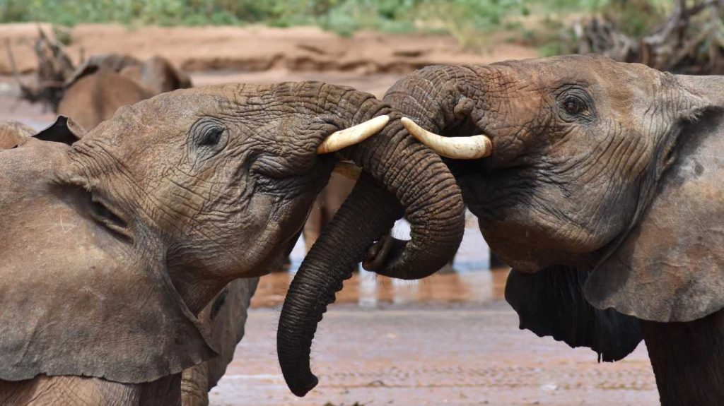 elephants with tangled trunks