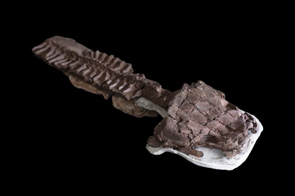 Fossiel met kop en wervelkolom van Gaiasia jennyae.