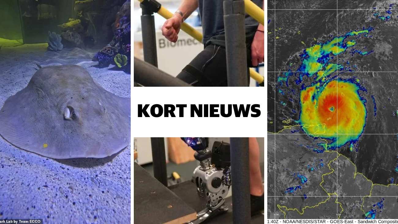 Kort nieuws rog