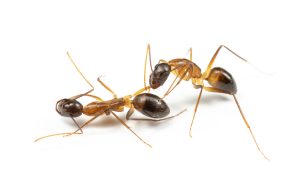 Een mier amputeert de gewonde poot van een soortgenoot.