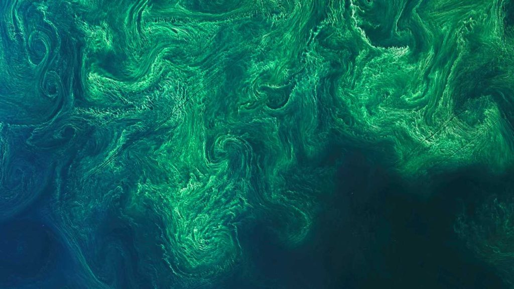algen oostzee
