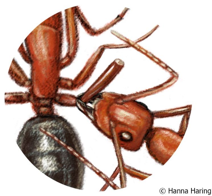 illustratie van mier die poot amputeert