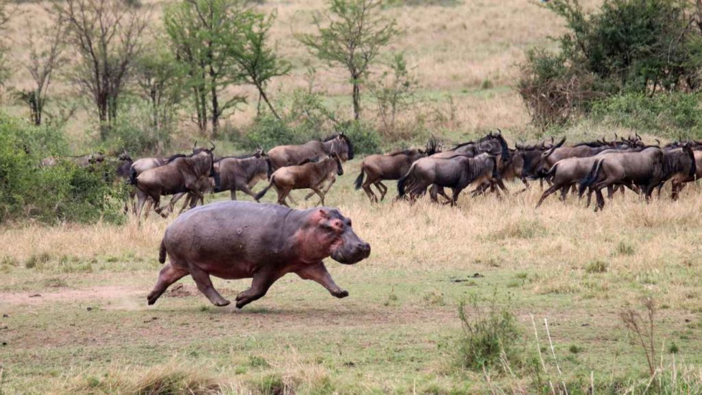 Een rennend nijlpaard met op de achtergrond een rennende kudde wildebeesten. 