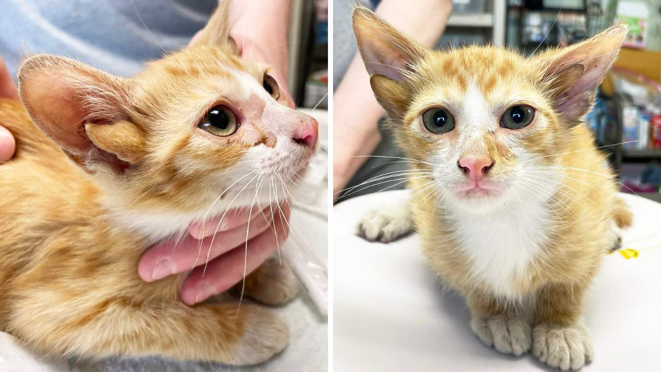 Audio, een kat met vier oren