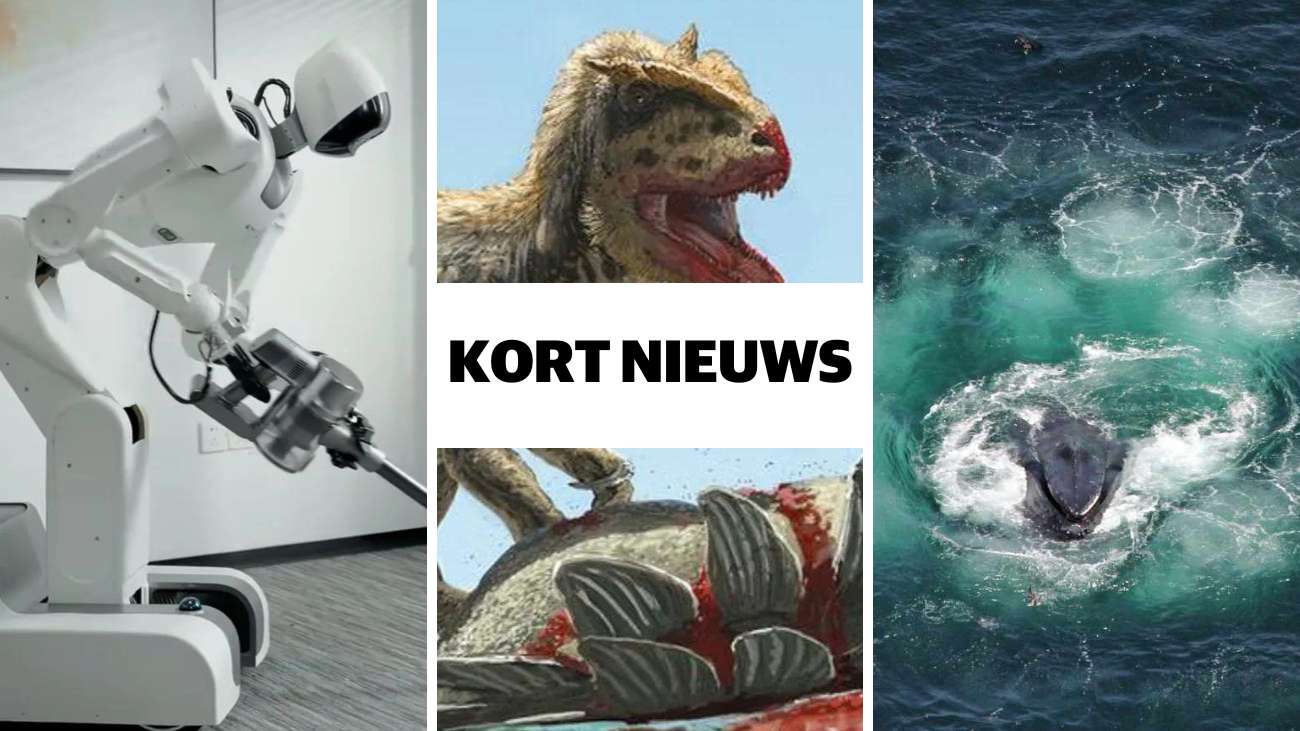 Kort nieuws bultrug