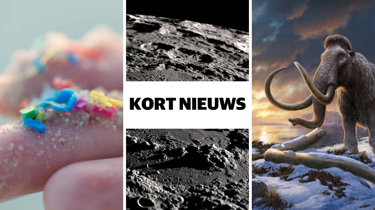 Kort nieuws microplastic hersenen