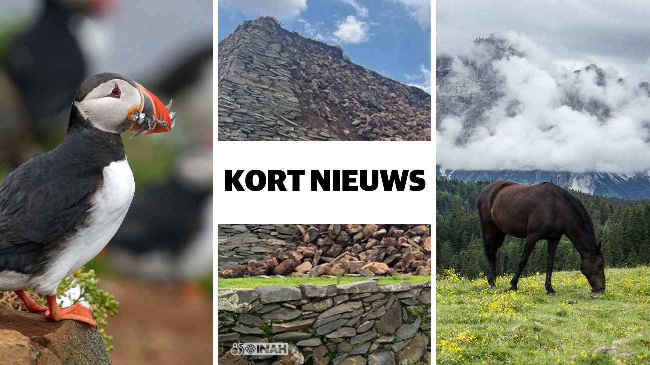 Kort nieuws papegaaiduiker