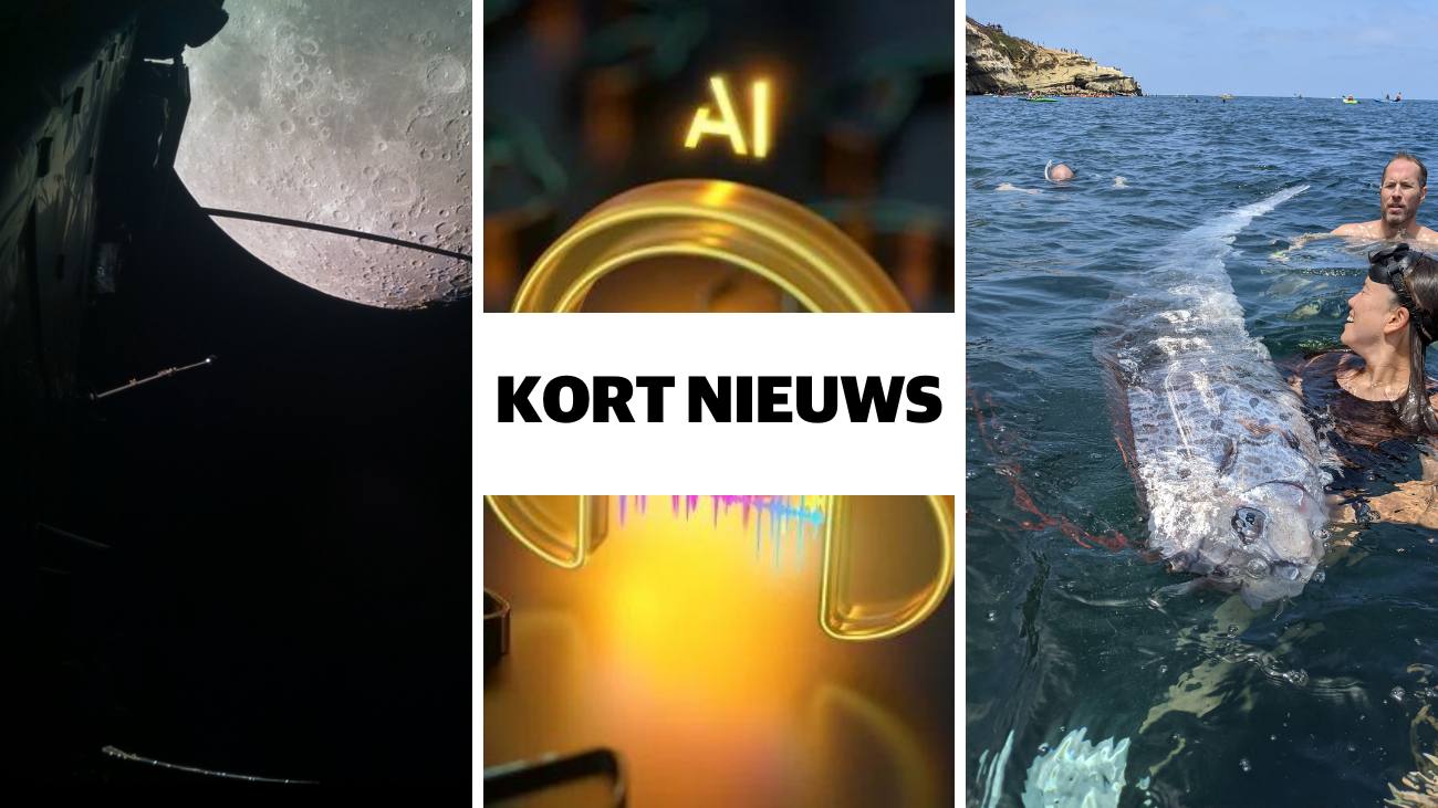 Kort nieuws vis