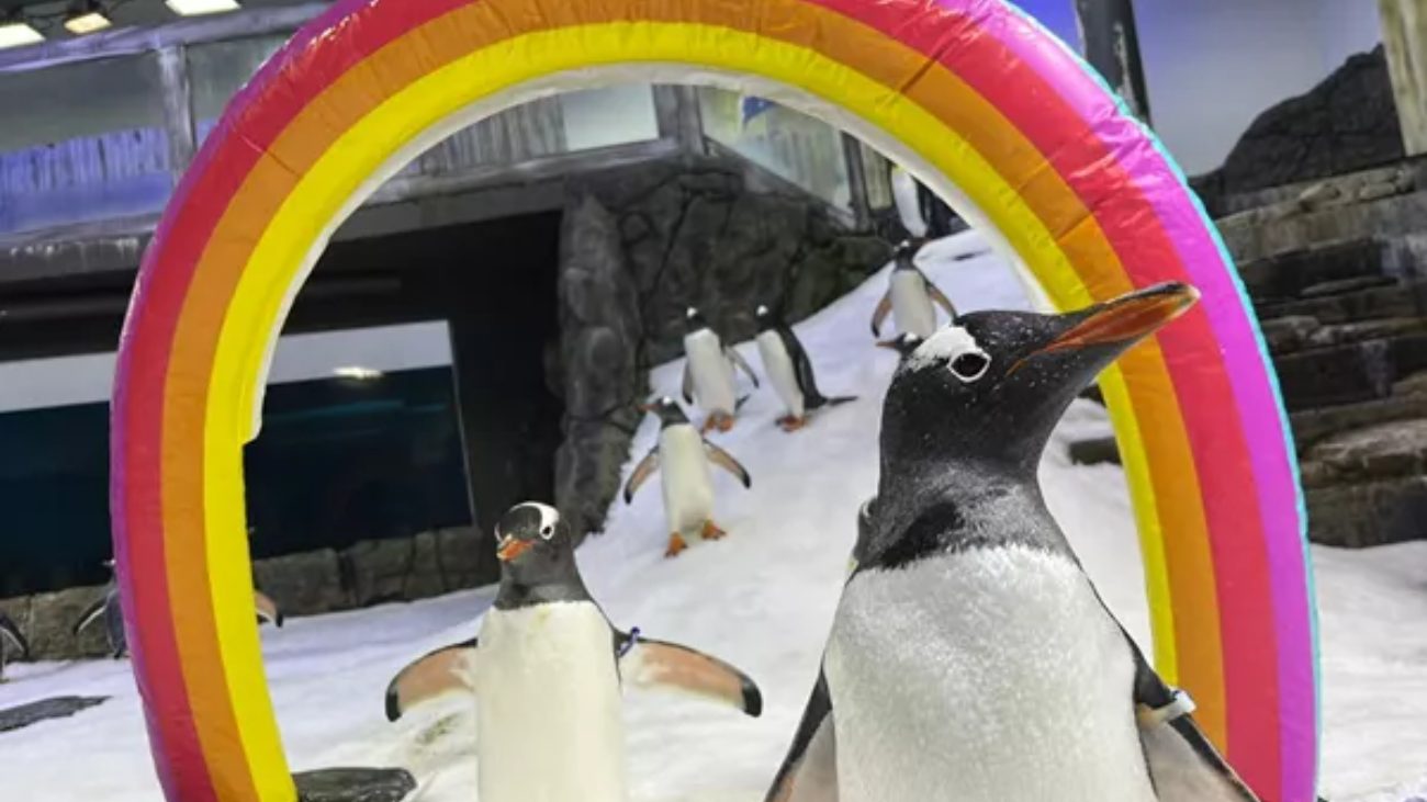 Homoseksueel pinguïnkoppel Sphen en Magic. Beeld