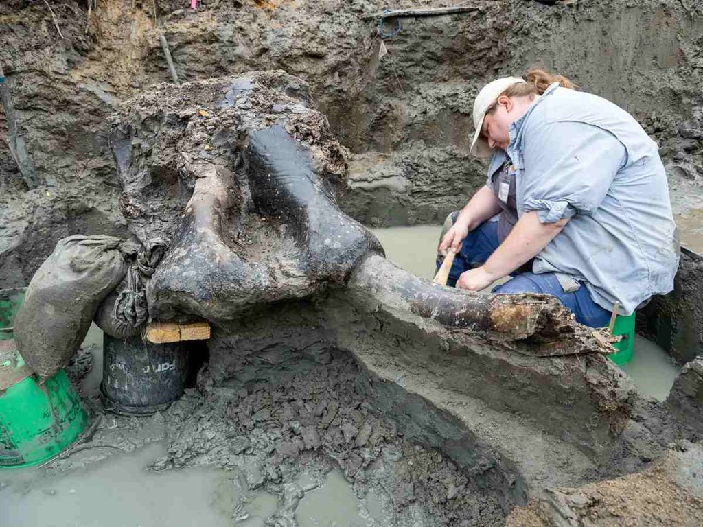 Archeoloog Veronica Mraz is bezig met de opgraving van het gigantische mastodontfossiel.