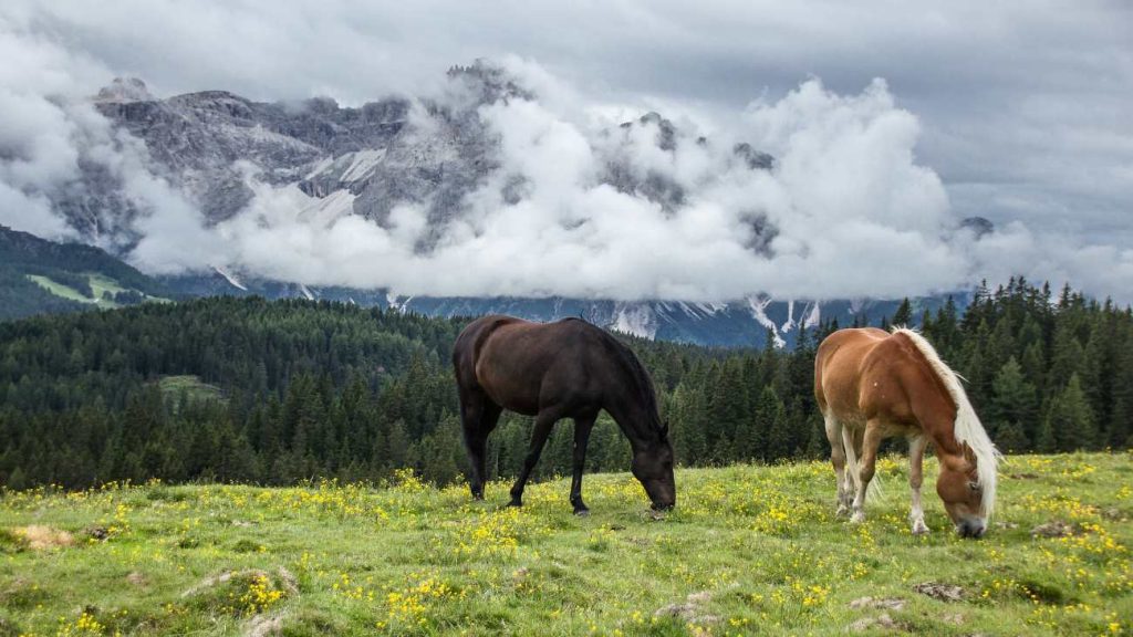 Twee paarden grazen, bergen op de achtergrond