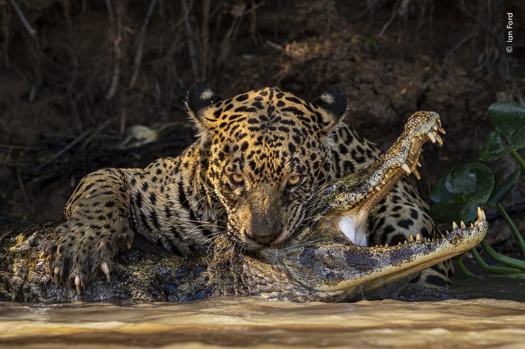 Jaguar bijt in kaaimaan. Wildlife photographer of the Year