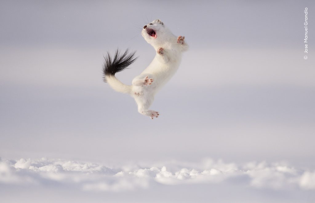 Dansende hermelijn.  Wildlife Photographer of the Year