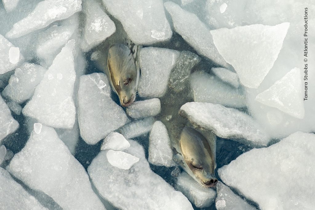 Zeehonden slapend tussen het ijs, Willife photographer of the year