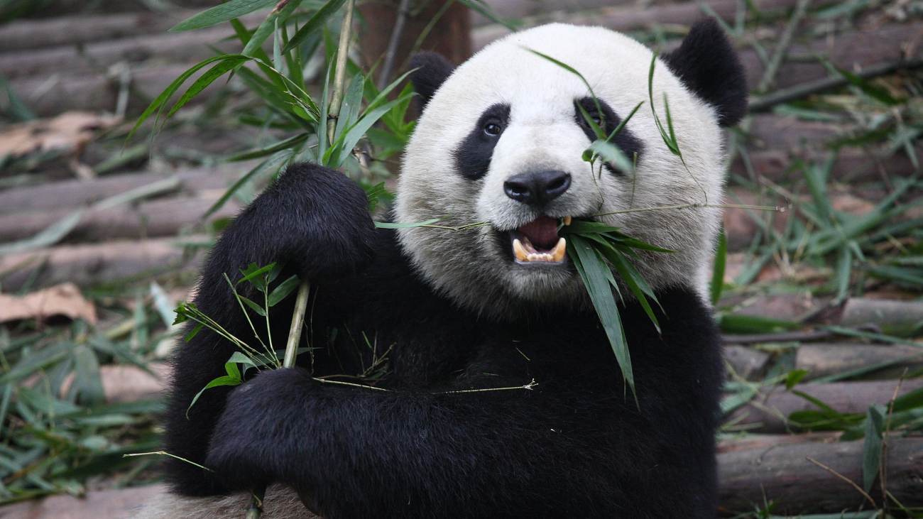 Reuzenpanda kauwt op bamboe