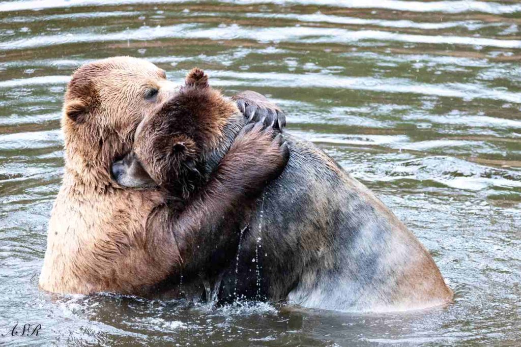 Twee beren die knuffelen