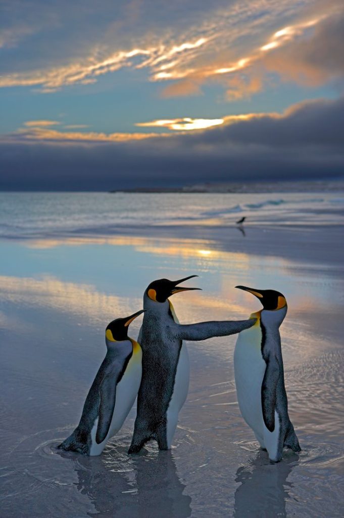 Pinguïn houdt andere pinguïn met zijn vleugel op afstand. Het lijkt alsof hij de pinguïn achter zich beschermt. 