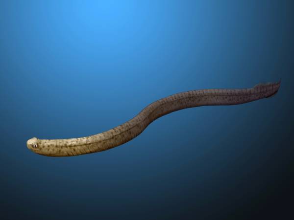 Een conodont