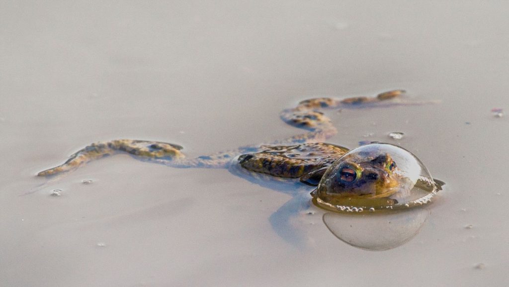 Een kikker in laag water met een luchtbel over zijn hoofd