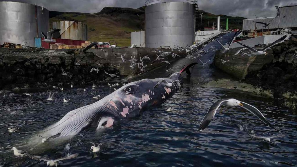 De op één na grootste walvis, de gewone vinvis, ligt op zijn beurt te wachten om afgeslacht te worden in een walvisfabriek in IJsland voordat hij naar Japan wordt gestuurd.