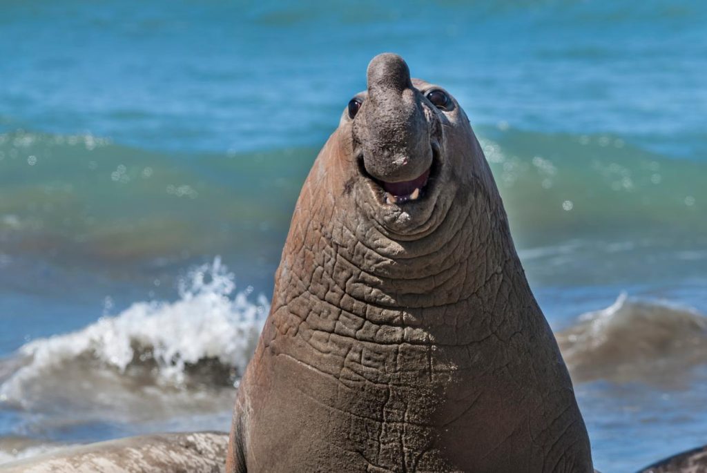 Een glimlachende zeeolifant