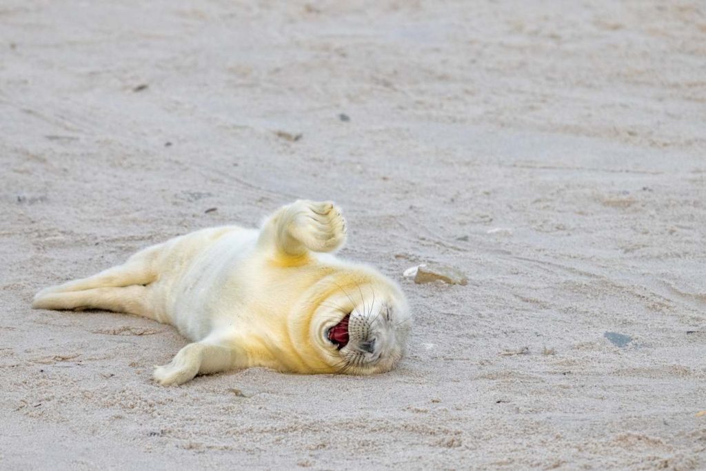 een jonge zeehond lijkt over de grond te rollen van het lachen