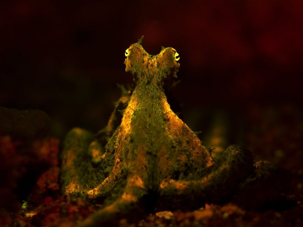 Fluorescerende algenoctopus