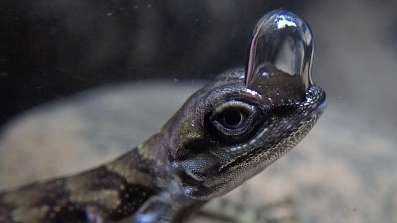 Anolis aquaticus, hagedis met luchtbel