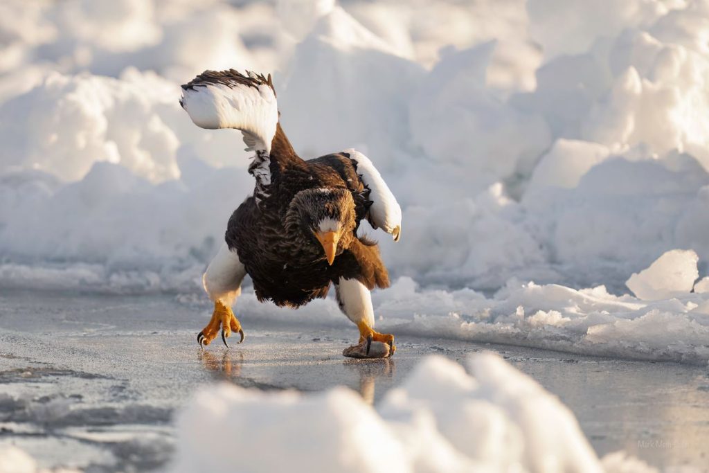 Een zeearend staat op het ijs, door zijn houding lijkt het alsof hij klaar is voor een schaatswedstrijd