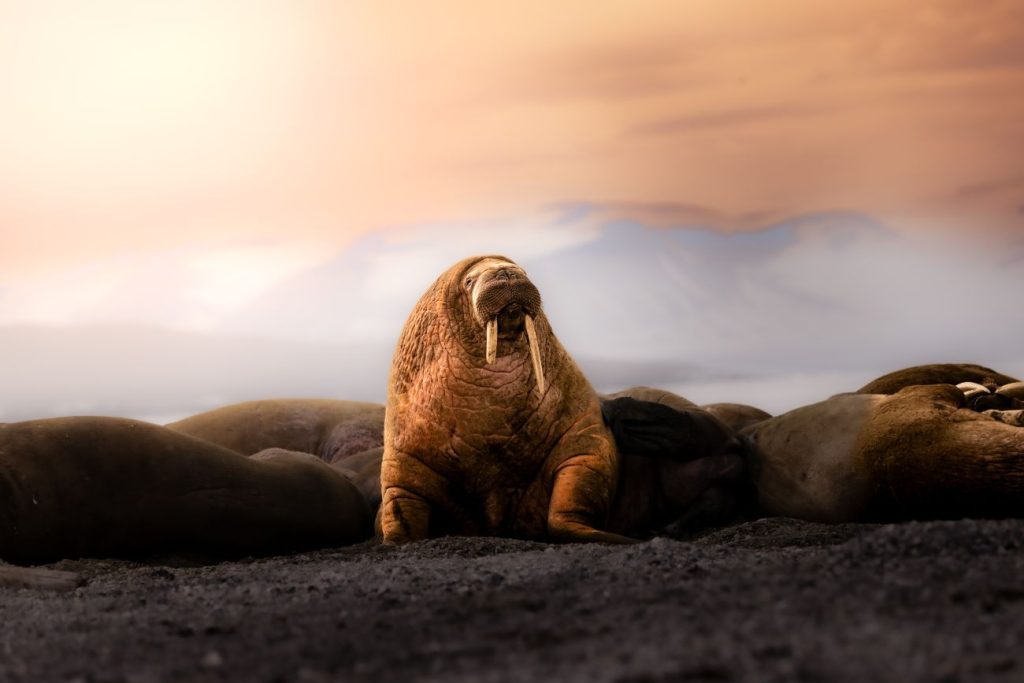 Een groep walrussen rust uit op een strand, omringd door besneeuwde bergen