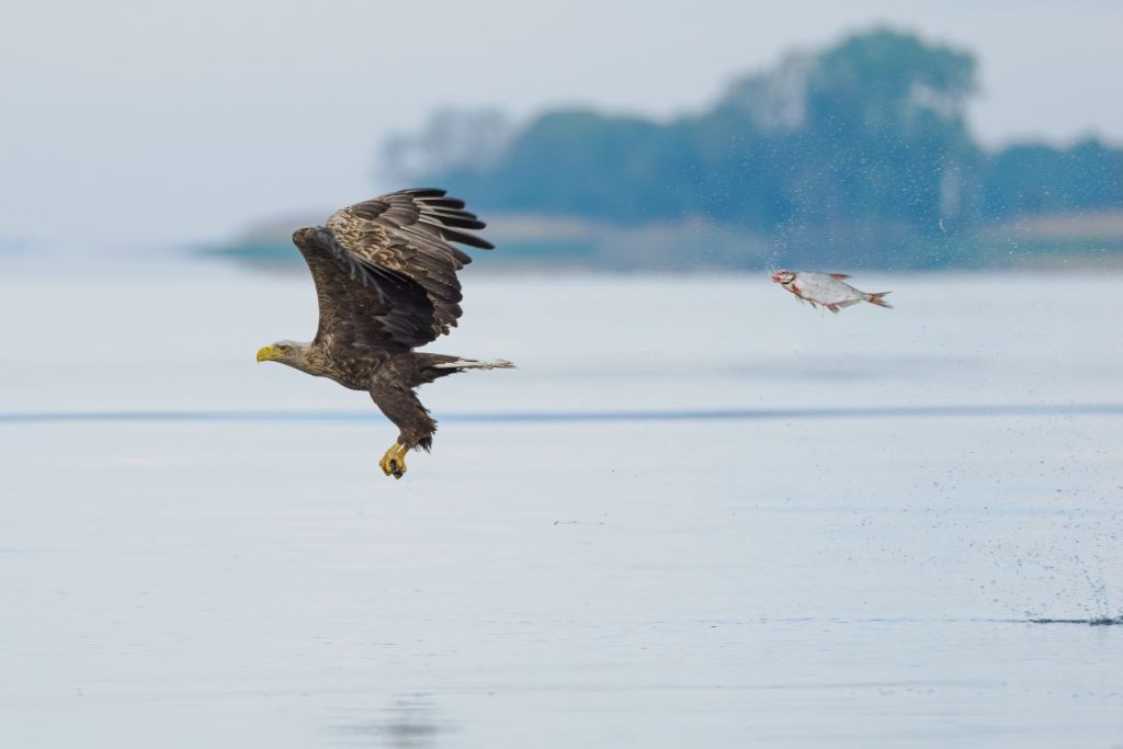 Een brasem springt uit het water waardoor het lijkt alsof hij achter de zeearend aan vliegt. 