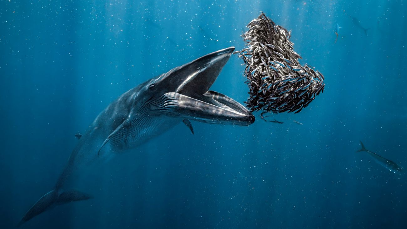 Brydevinvis staat op het punt een bait ball van vissen op te eten in de oceaan.