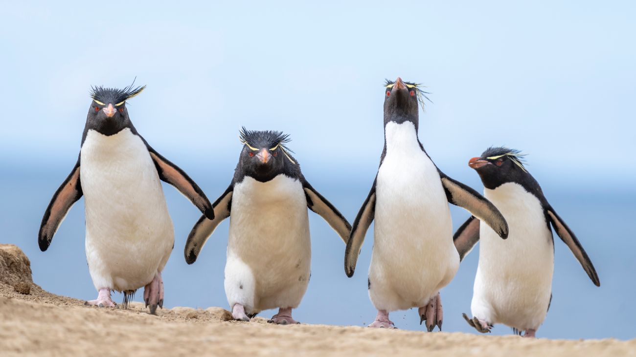 Vier pinguïns lopen als een soort gang naast elkaar, finalist wildlife comedy awards