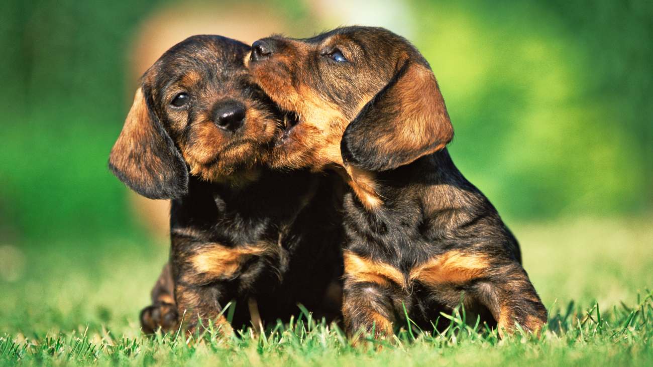 identieke tweeling puppy's