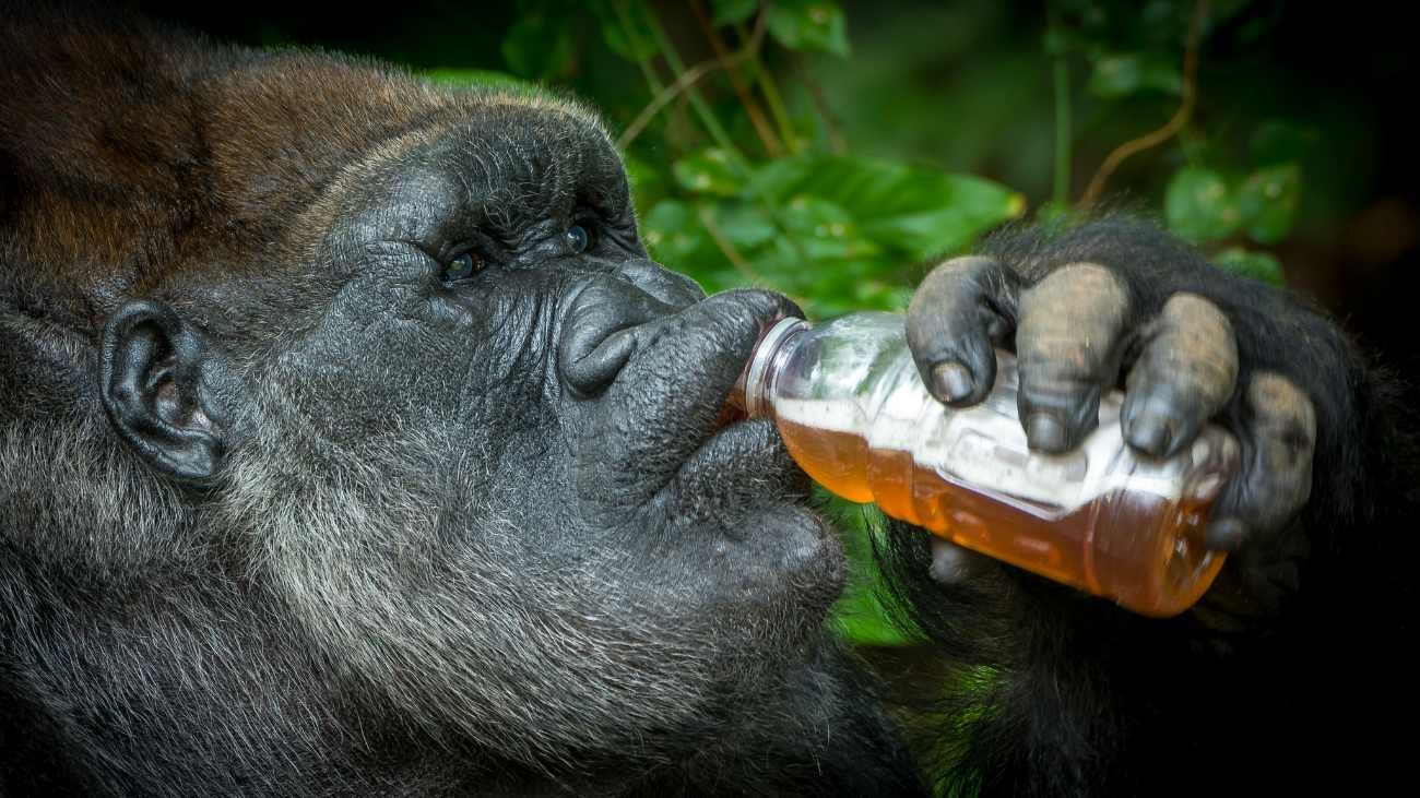 gorilla drinkt alcohol